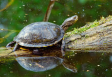 Natur-Alarm: Untere Lobau verliert zu viel Wasser Probleme für die Sumpfschildkröte (Bild: A. Kresse/4nature).