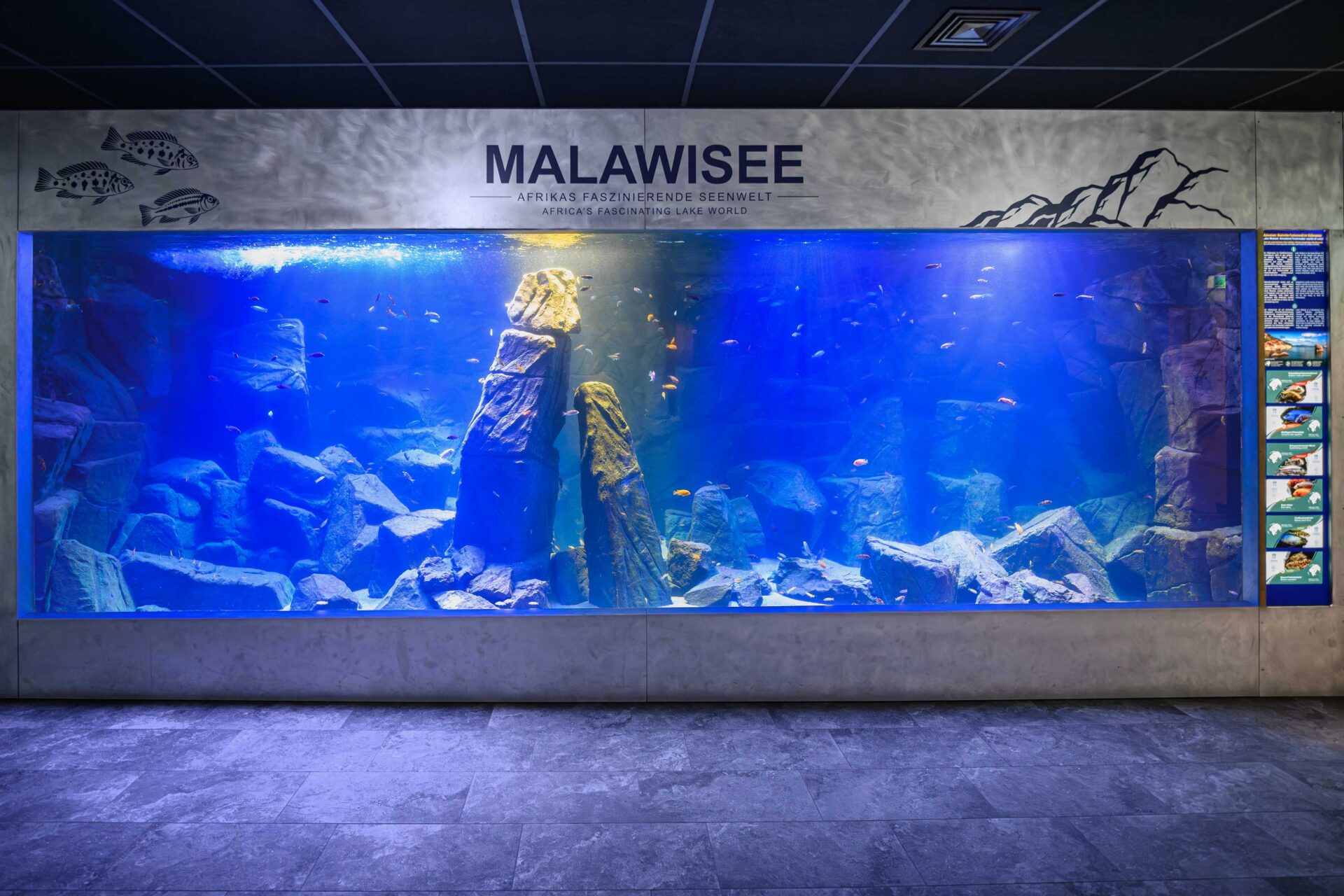 Das neue, raumhohe Malawisee-Becken (Bild: Haus des Meeres).