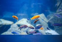 Ein blaues Becken voller Leben und Faszination Malawisee-Buntbarsche schwimmen mit dem Roten Zebra (Bild: Haus des Meeres).