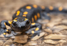 Hilfe: “Salamanderfresser” bedroht Feuersalamander Der Feuersalamder - wunderschön, aber leider gefährdet © Daniel Zupanc