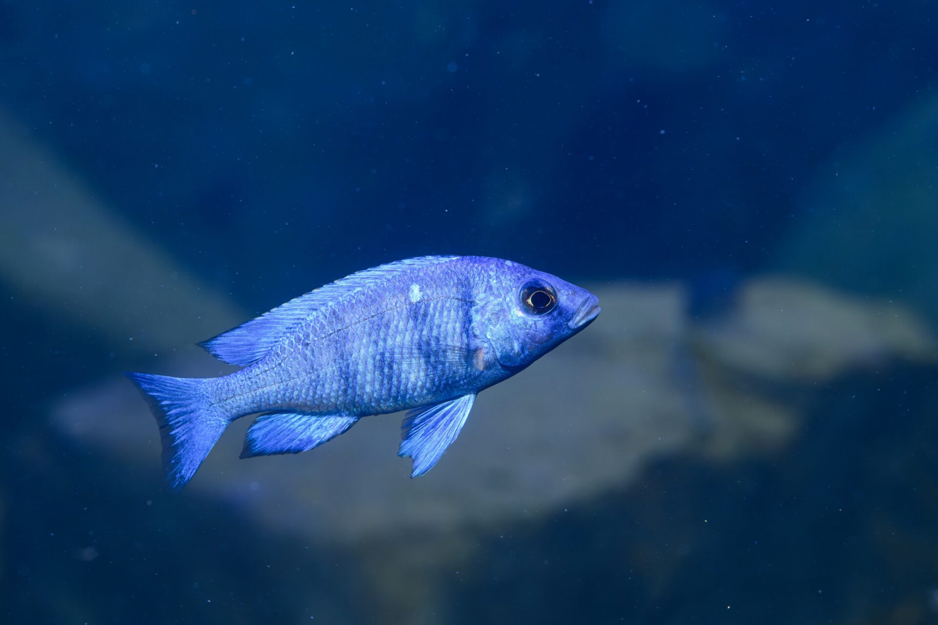 Der Weißlippen-Phenochilus heißt wegen der Färbung „Tanzania Star Sapphire“ (Bild: Haus des Meeres).