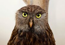 Als „Early Bird“ gratis in die Vogelsäle des NHM Weißwangenkauz