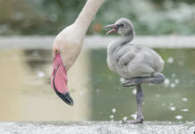 Flamingos: Graue Küken erwartet eine rosa Zukunft Noch tragen die Küken ein mausgraues Daunenkleid © Daniel Zupanc