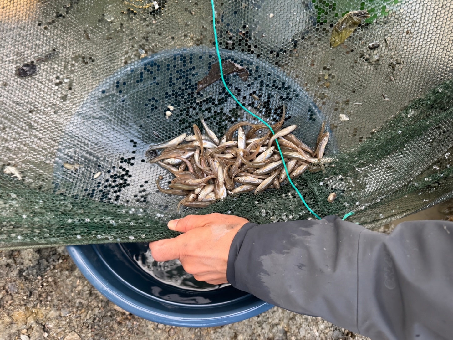 Die Kleinen Fische wurden. im nahen Liesingbach wieder ausgesetzt © Privat