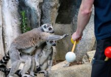Eine Lanze für Zoos: Es geht ums Wohlergehen der Tiere Lemuren-Training im Haus des Meeres (Bild: Haus des Meeres).