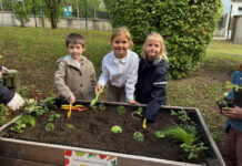 Mit Pflanzen und Beeren wächst auch das Wissen Direkt im Garten lernen die Mondweg-Volksschüler (Bild: VS Mondweg).