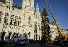 Weihnachtsbaum am Rathausplatz aufgestellt Weihnachtsbaum für Wiener Christkindlmarkt am Rathausplatz aufgestellt