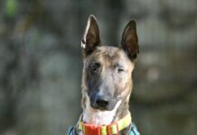 Unser Notfellchen der Woche: Falco sucht ein Zuhause Falco