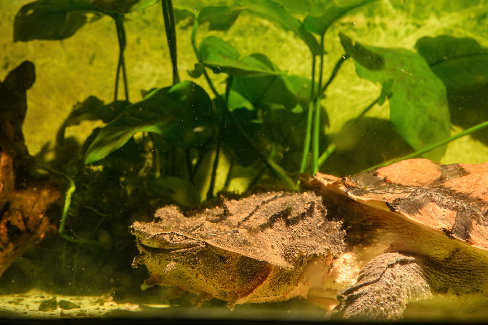 Fransenschildkröte (Bild: Haus des Meeres).