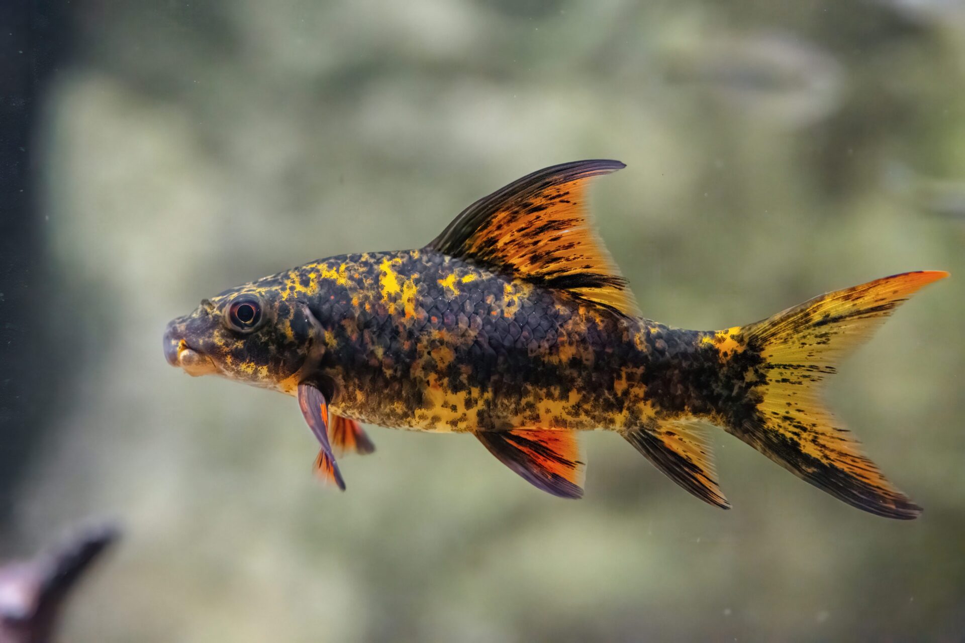 Harlekin-Fransenlipper (Bild: Haus des Meeres).