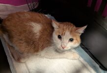 Mi-Au: 210 Katzen warten noch im Tierheim Auch Katze Hiacyntha wartet im TierQuartier (Bild: TierQuartier).