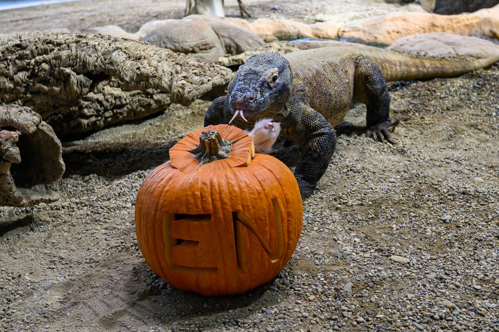 Komodowaran mit Rätselkürbis Haus des Meeres