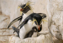 Was für eine Familie: Sie brütet, er baut und klaut Nördliche Felsenpinguine gelten laut Roter Liste der Weltnaturschutzunion (IUCN) als stark gefährdet. © Daniel Zupanc