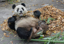 Wenn die Blätter fallen, blühen Pandas richtig auf Herbst macht Pandas Laune: Im Laub herumstöbern und die Blätter durch die Luft wirbeln @Daniel Zupanc