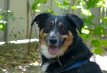 Unser Notfellchen der Woche: Rex sucht ein Zuhause Rex