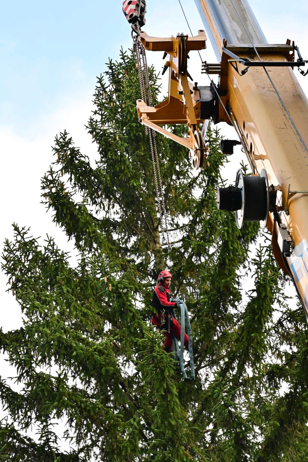Ernte des Christbaums für den Weihnachtsmarkt Schloss Schönbrunn im Bundesforste-Revier Breitenfurt im Wienerwald (Niederösterreich)