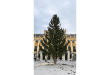 Schönbrunns Christbaum ist angekommen Schönbrunn Weihnachtsbaum 2026