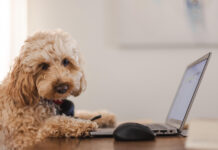 Aktion „Gratis Registrieren von Hunden“ wird verlängert Hund vor Laptop